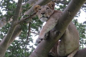 Tree climbing lion Uganda Classic Africa Safaris