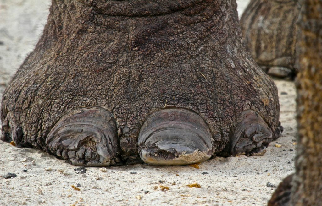 imvelohwangephotographyblindelephanttoenailcloseup Kusini