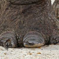 Photos of elephant toenails require no zoom from the Look-up blind