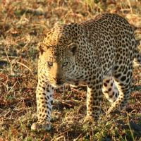 classiczambia-gamedrive-leopard