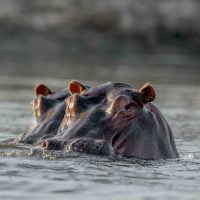 Classic Zambia - Lower Zambezi - Kutali - Canoe - Hippo