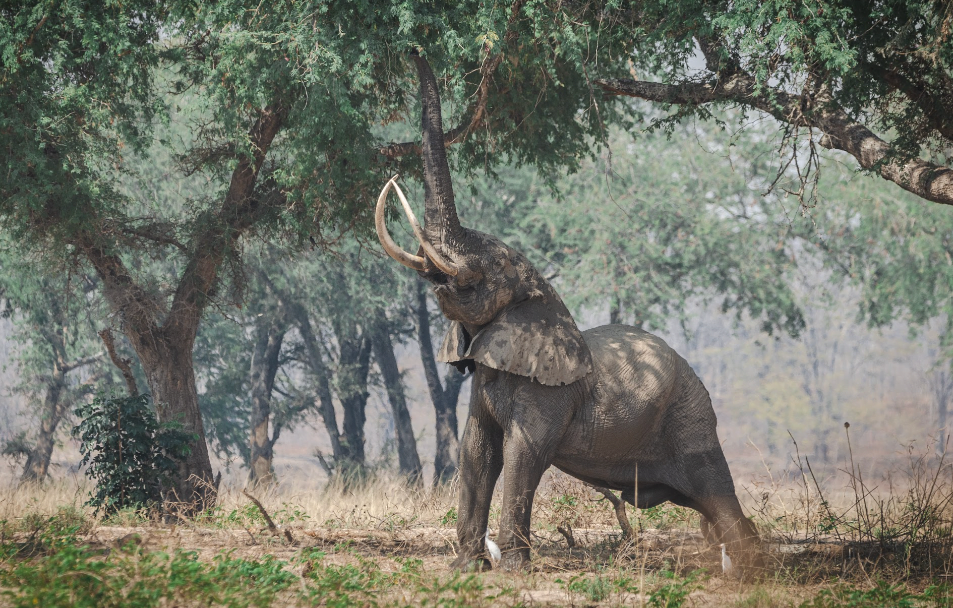 Classic Zambia - Lower Zambezi - Kutali - Canoe - Walking Safari - Elephant